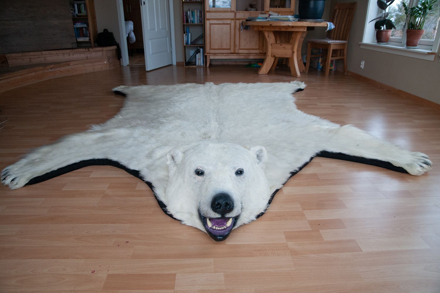 Polar bear-1