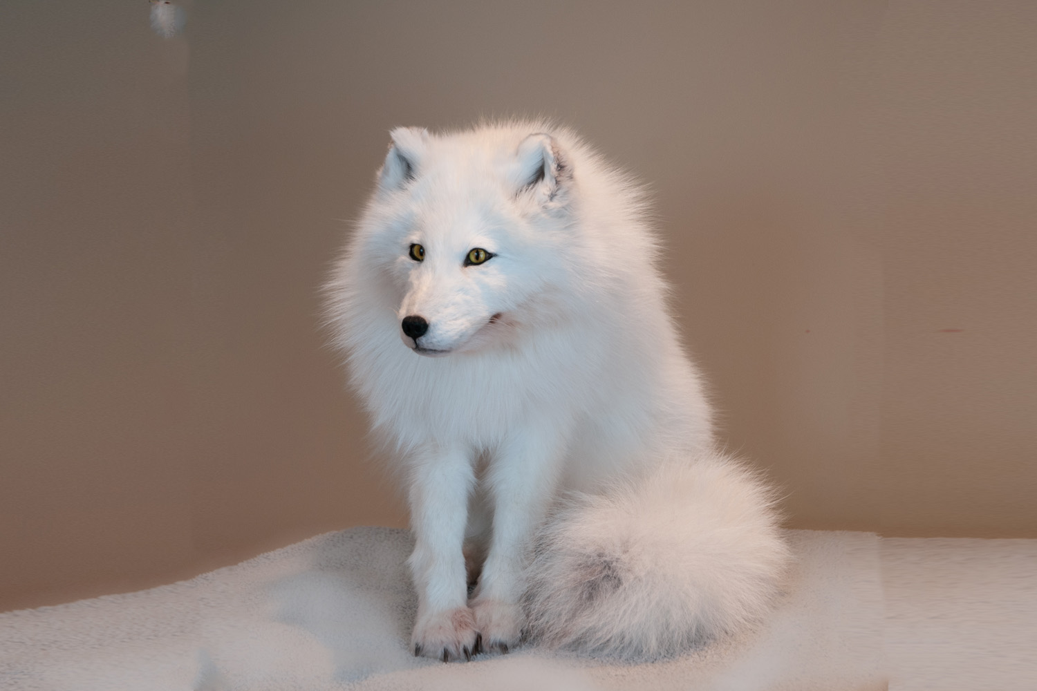 Polar fox