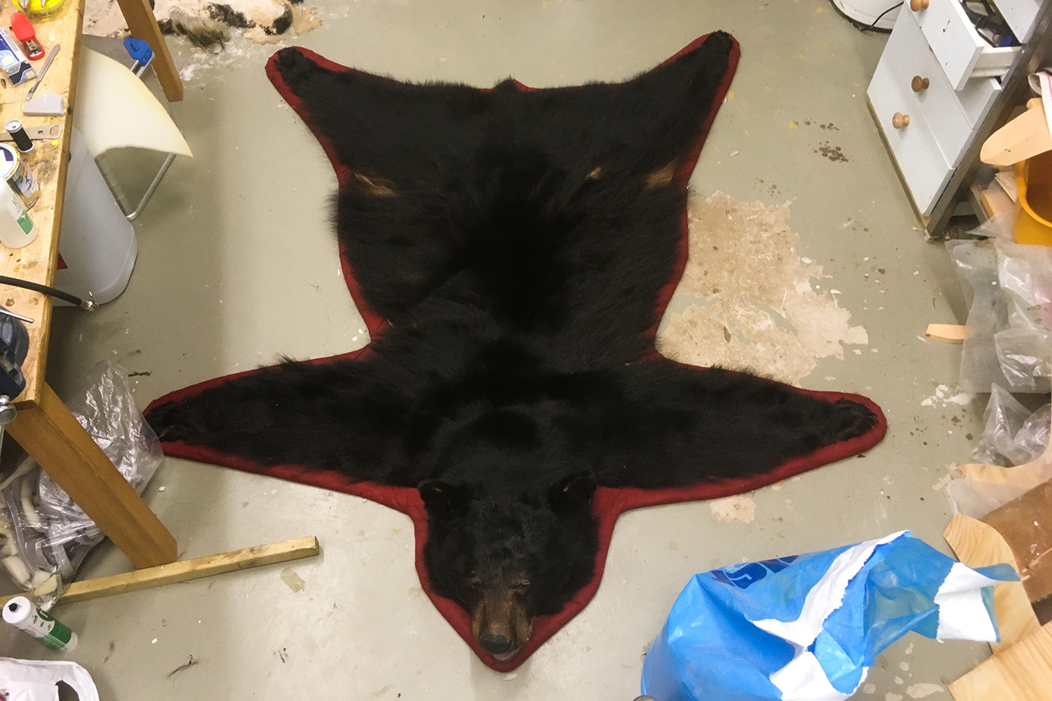 black bear-10