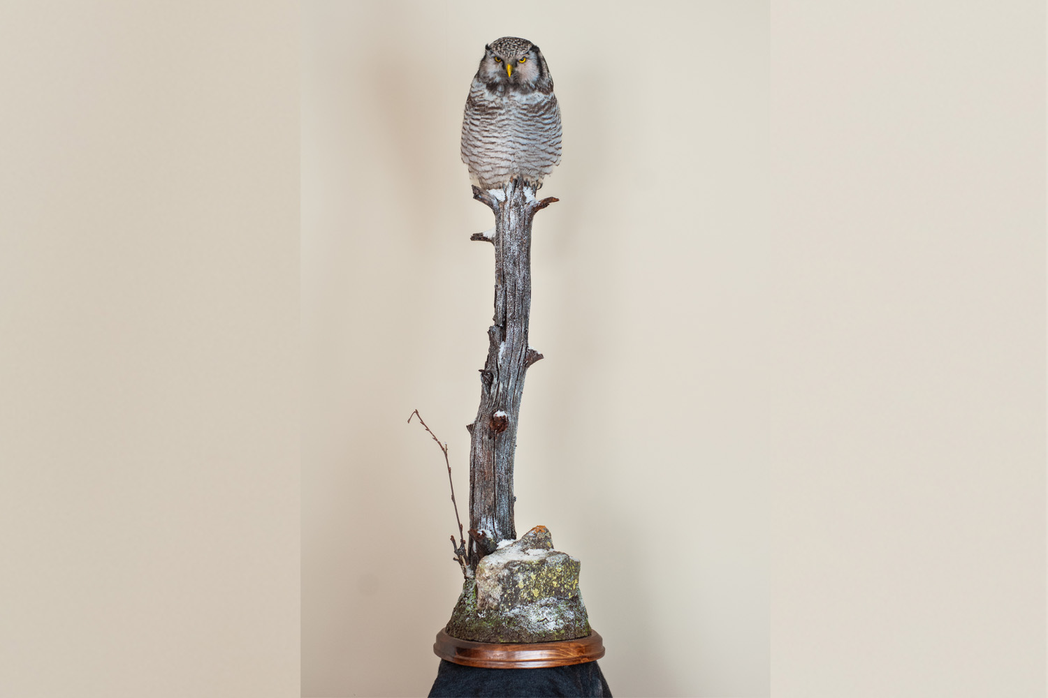hawk owl-1