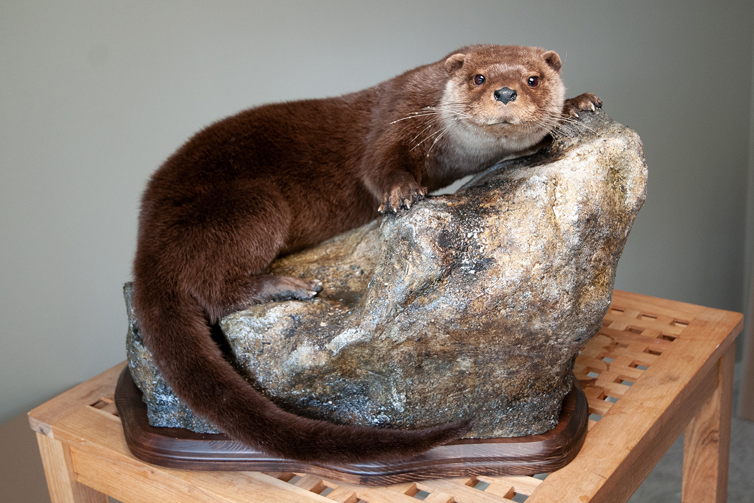 otter-1