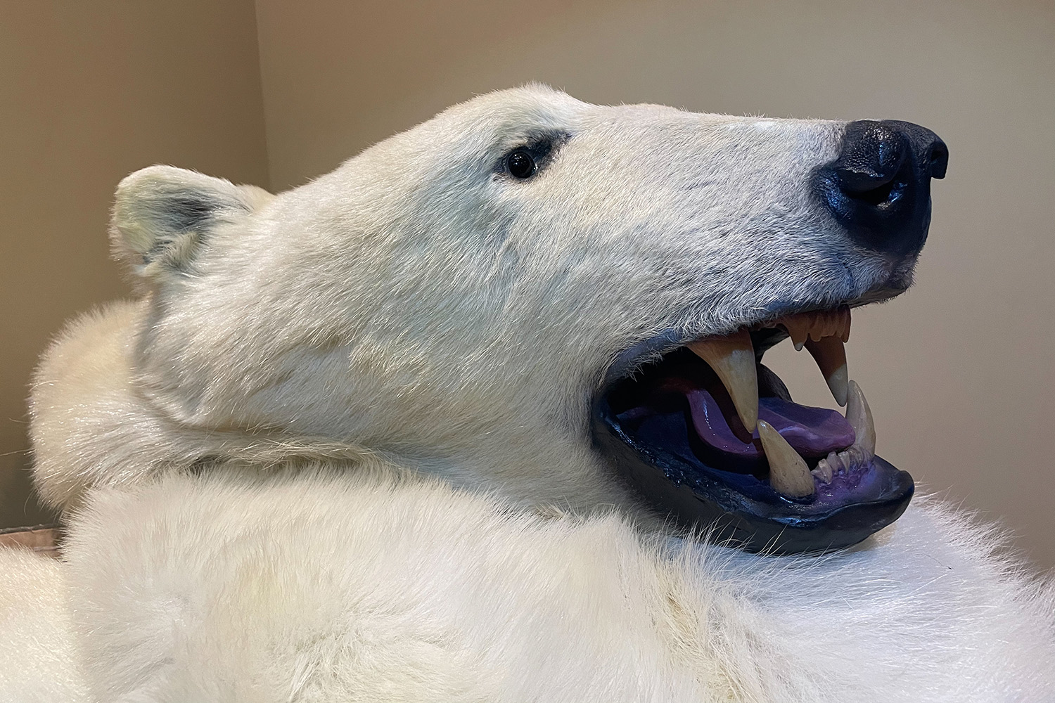 polar bear head-2