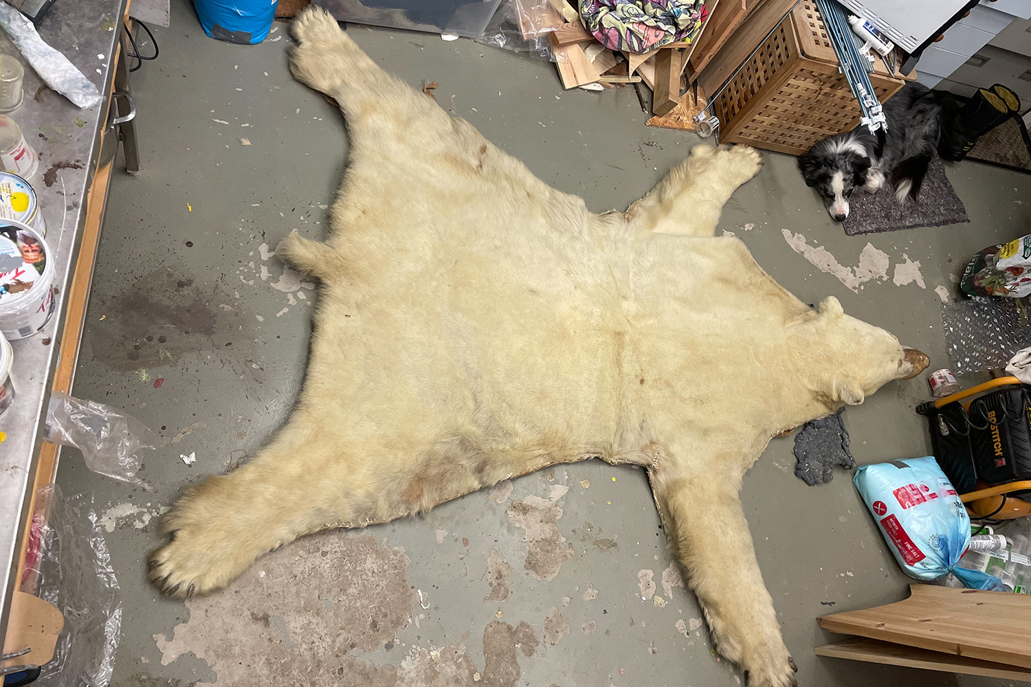 polar bear skin-2