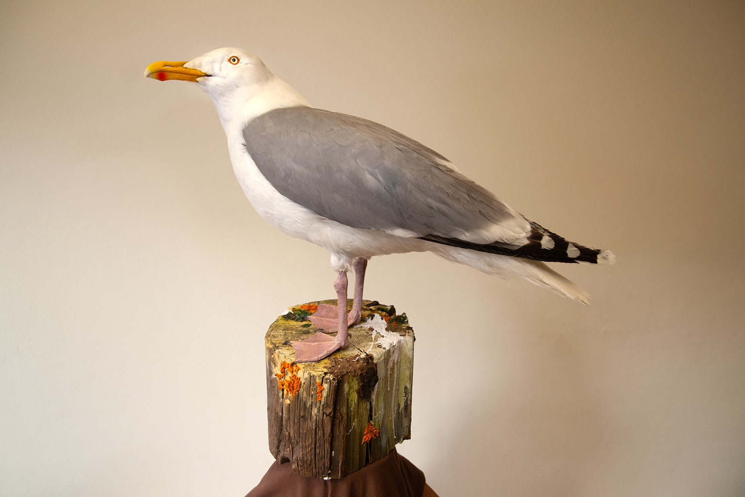 silver gull